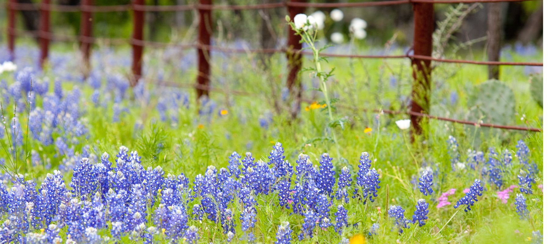 closeup shot of bluebonnets during the springtime in texas
