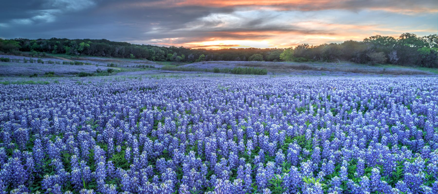 kyle texas blue bonnet field at sunset