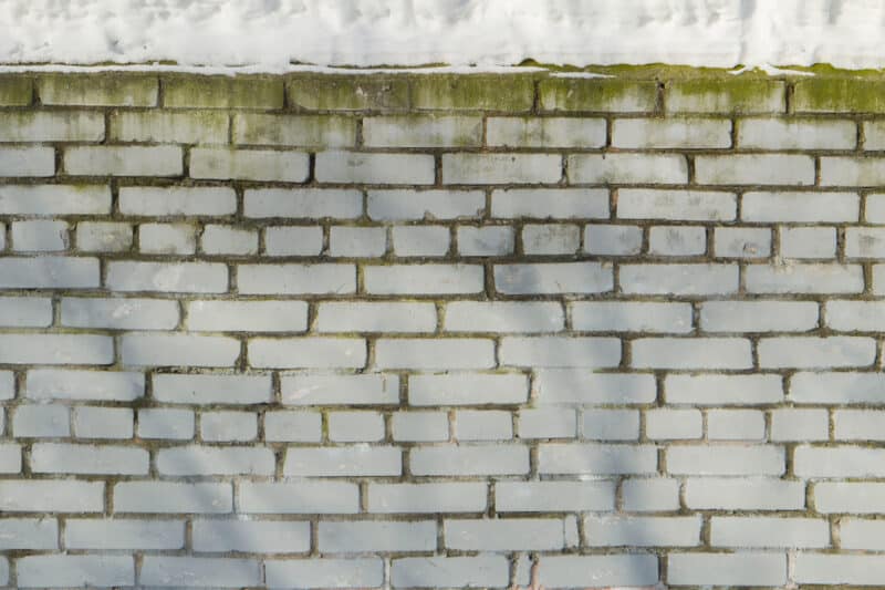 white brick wall with a row of green mold at the top spreading towards the bottom